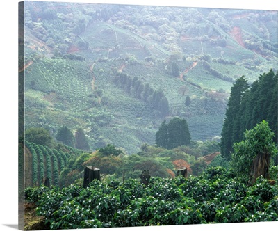 Coffee Plants on Hillside Costa Rica