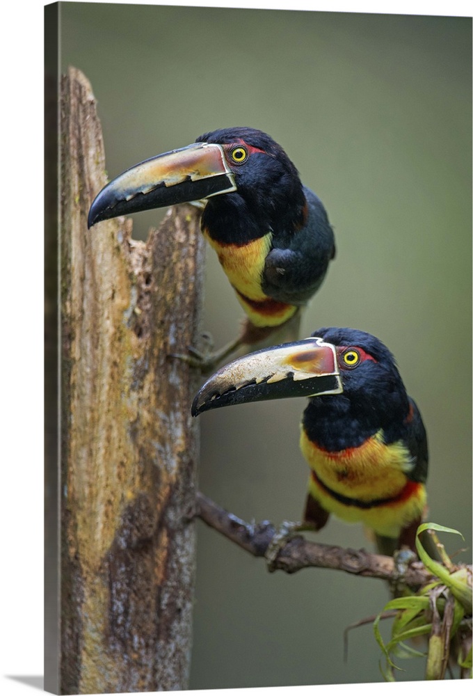 Collared Aracari (Pteroglossus torquatus) perching, Sarapiqui, Costa Rica