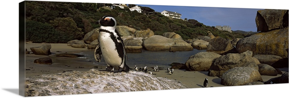 Colony of Jackass penguins (Spheniscus demersus) on the beach, Boulder Beach, Cape Town, Western Cape Province, Republic o...