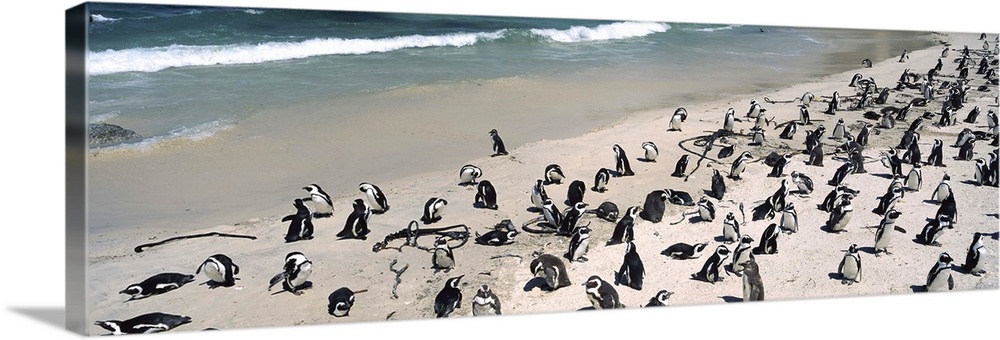 Colony of Jackass penguins (Spheniscus demersus) on the beach, Boulder Beach, Simon's Town, Western Cape Province, South A...
