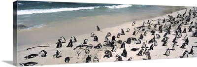 Colony of Jackass penguins (Spheniscus demersus) on the beach, Boulder Beach, Simon's Town, Western Cape Province, South Africa