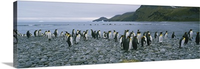 Colony of King penguins on the beach, South Georgia Island, Antarctica