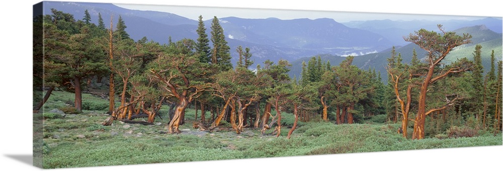 Colorado, Bristlecone pine tree on the landscape