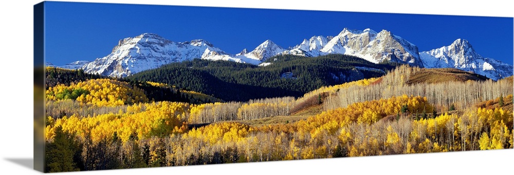 A panoramic photograph taken of the Rocky Mountains in Colorado.  The bright trees in the foreground contrast greatly with...