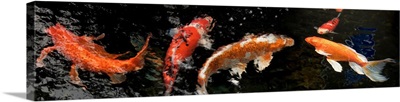 Colorful Koi fish swimming underwater