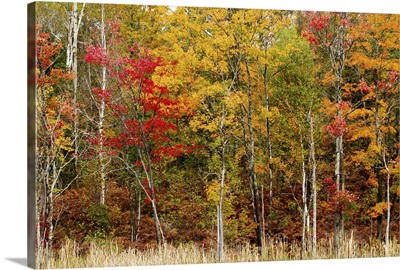 Colorful trees in the forest during autumn, Muskoka, Ontario, Canada