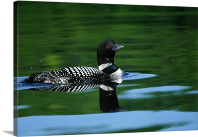 Common loon in water, Michigan