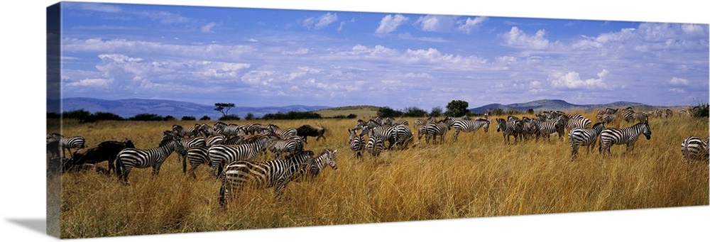 Common Zebra Maasai Mara Kenya Africa