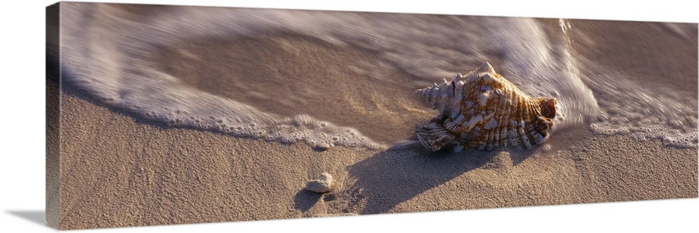 A panoramic photograph that is a close up of a sea shell on the sandy shore as waves wash around it.