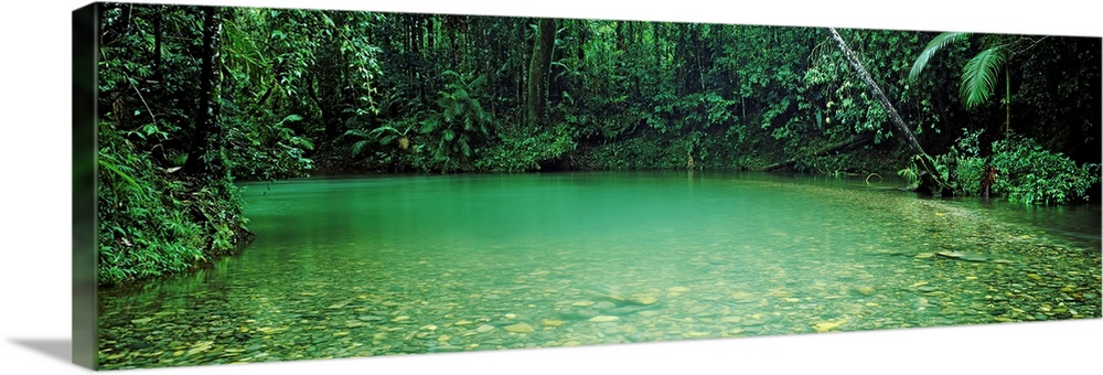 Cooper creek flowing through a forest, Queensland, Australia