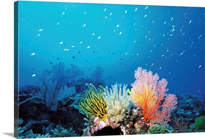 Coral Reef and School of Fish, Undersea view