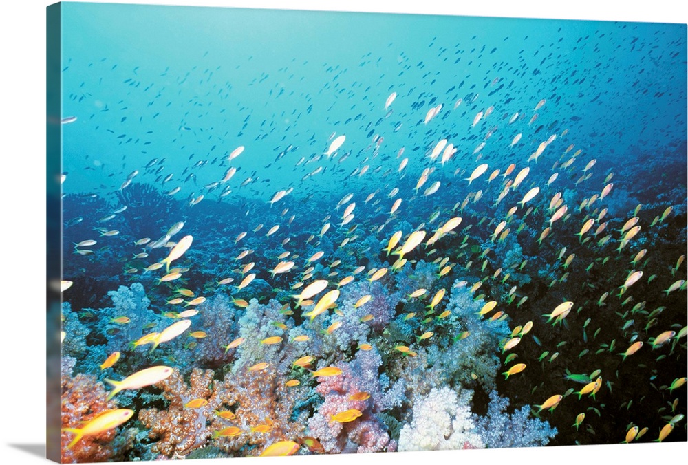 Coral Reef and School of Fish, Undersea view