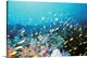 image thumbnail of Coral Reef and School of Fish, Undersea view