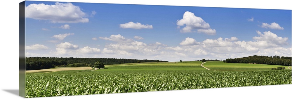 Corn crop in a field, Baden-Wurttemberg, Germany