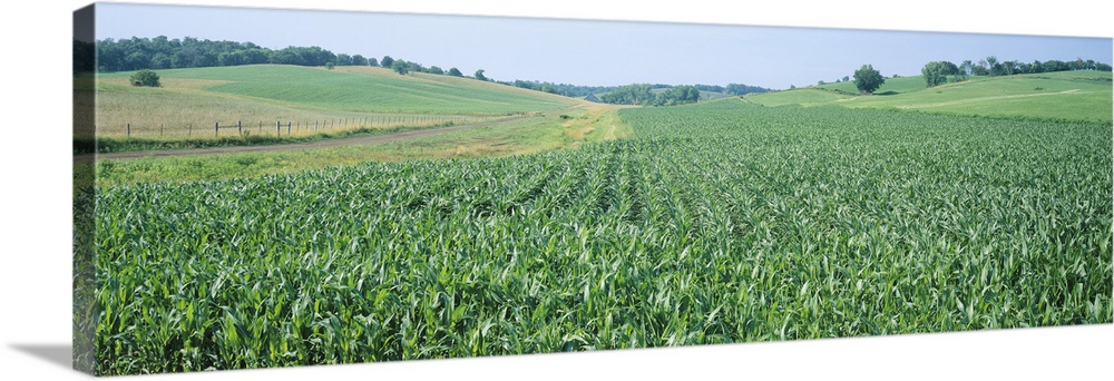 Corn crop in a field, Iowa County, Iowa