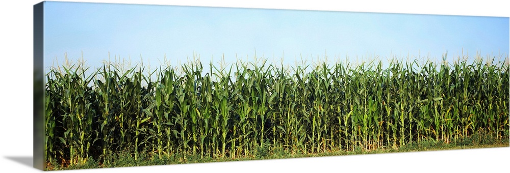 Corn crop in a field, Wisconsin, USA