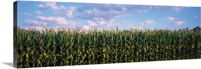 Corn crop in field, Baltimore County, Maryland