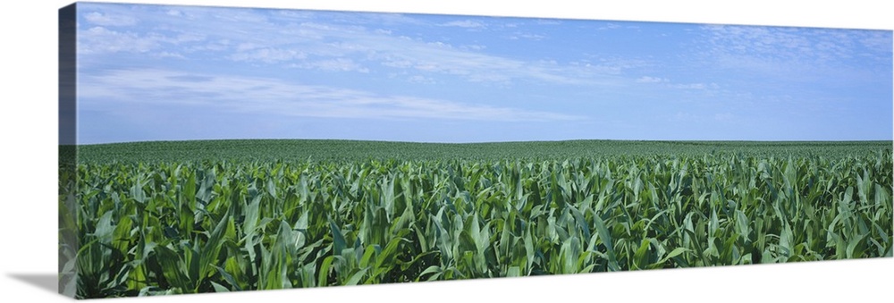 Corn crop on a landscape, Kearney County, Nebraska