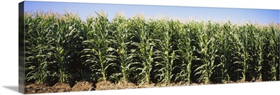 Corn crops on a field, Delhi, California