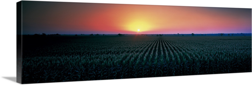 Corn field at sunrise Sacramento Co CA