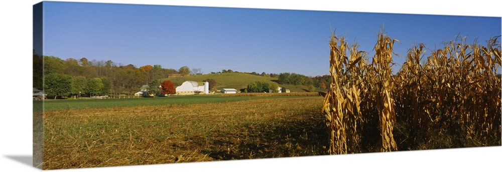 Corn in a field after harvest, along SR19, Ohio