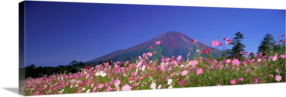 Cosmea Mount. Fuji Oshino Yamanashi Japan
