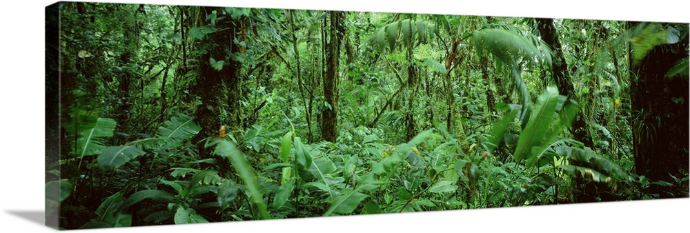 A wide angle picture taken of a lush, but dense green rain forest in Costa Rica.