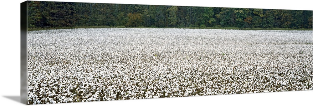 Cotton Crop Madison County TN