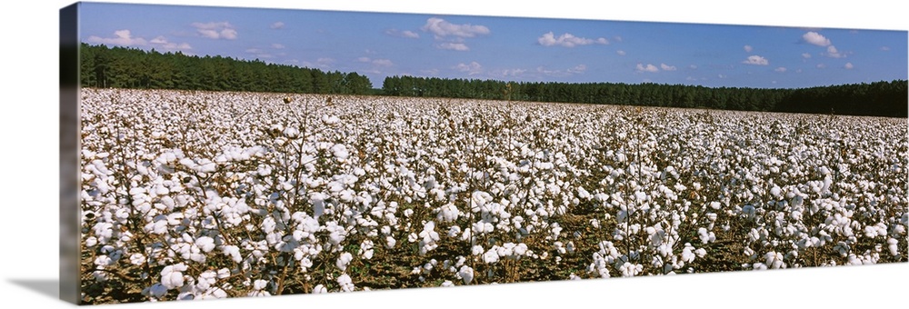 Cotton crops in a field Georgia