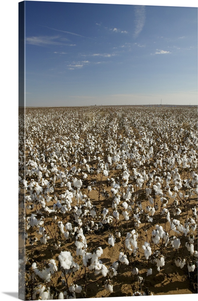 Cotton plants in a field, Wellington, Texas
