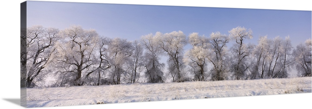 Cottonwood trees covered with snow, Lower Klamath Lake, Siskiyou County, California, USA