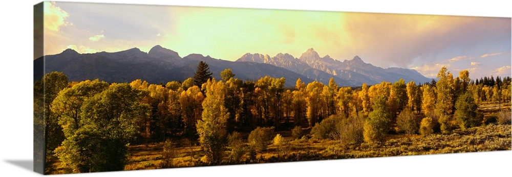 Cottonwood trees with Teton Range in the background, Grand Teton National Park, Wyoming, USA.