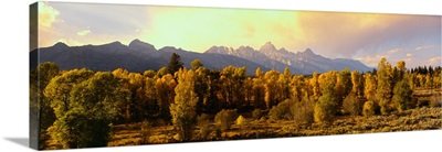 Cottonwood trees with Teton Range in the background, Grand Teton National Park, Wyoming