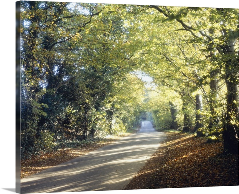 Country Lane Cotswolds England | Great Big Canvas