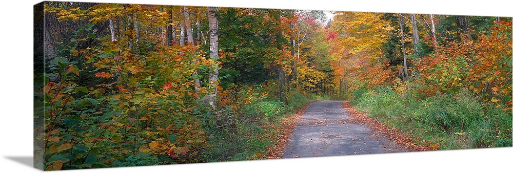 Country road passing through a forest, Adirondack Park, Franklin County, New York State,