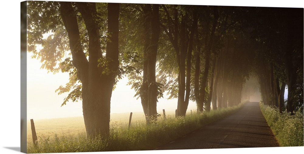 A landscape photograph of rural lane lined with trees blocking out the glowing sunlight.