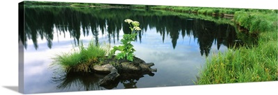 Cow Parsnip (Heracleum maximum) flowers in a pond, Moose Pond, Grand Teton National Park, Wyoming