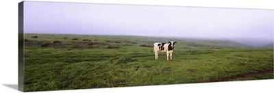 Cow standing in a field, Point Reyes National Seashore, California