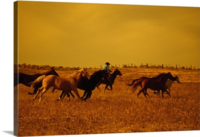 Cowboy herding running horses, Oregon, united states,