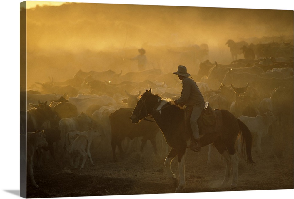 A cowboy on his horse moves cattle during sun down.