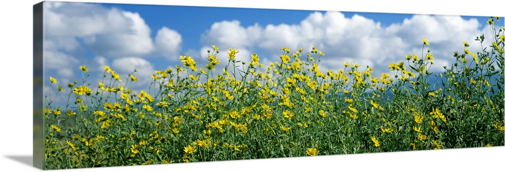 Cowpen daisies in a field
