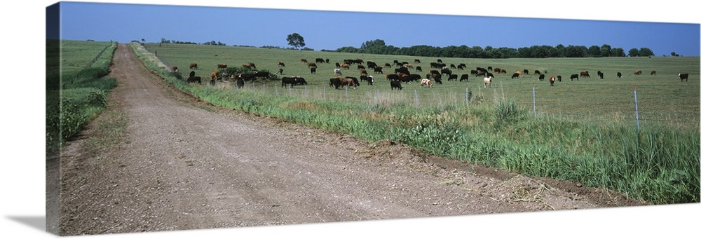 Cows grazing in a field, Jackson County, Kansas