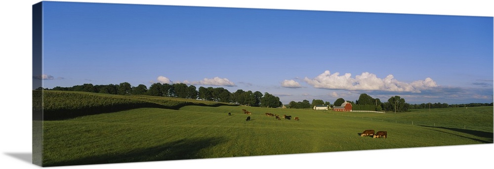 Cows grazing in a field with a barn in the background, Kent County, Michigan