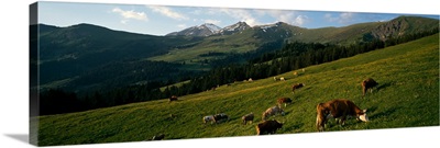 Cows grazing in a meadow, Swiss Alps, Switzerland