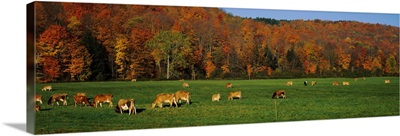 Cows grazing on a pasture, Wilmington, Vermont, New England