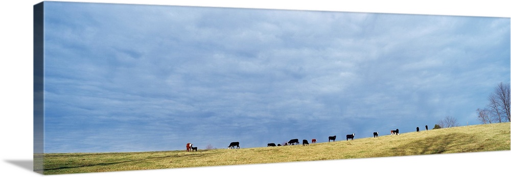 Cows in Open Field KY