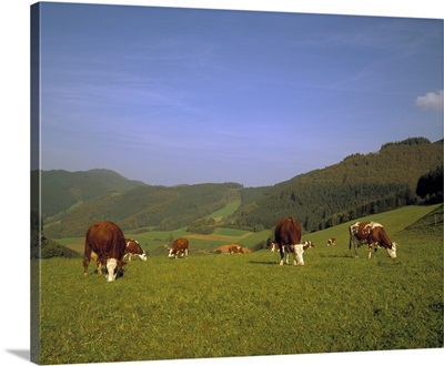 Cows in the Alps
