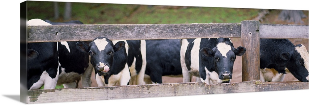 Cows looking through a fence