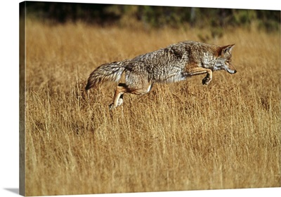 Coyote leaping through autumn color grass, Yellowstone National Park, Wyoming