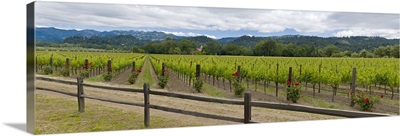 Crop in a vineyard, Napa Valley, California